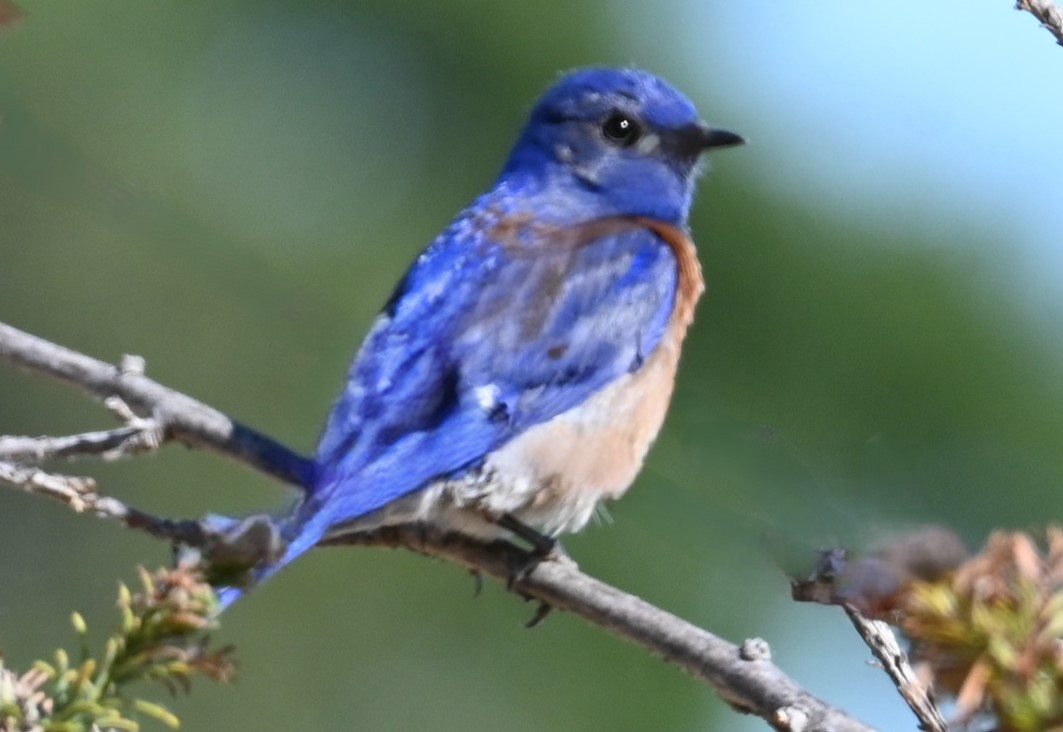 Western Bluebird - ML620432143