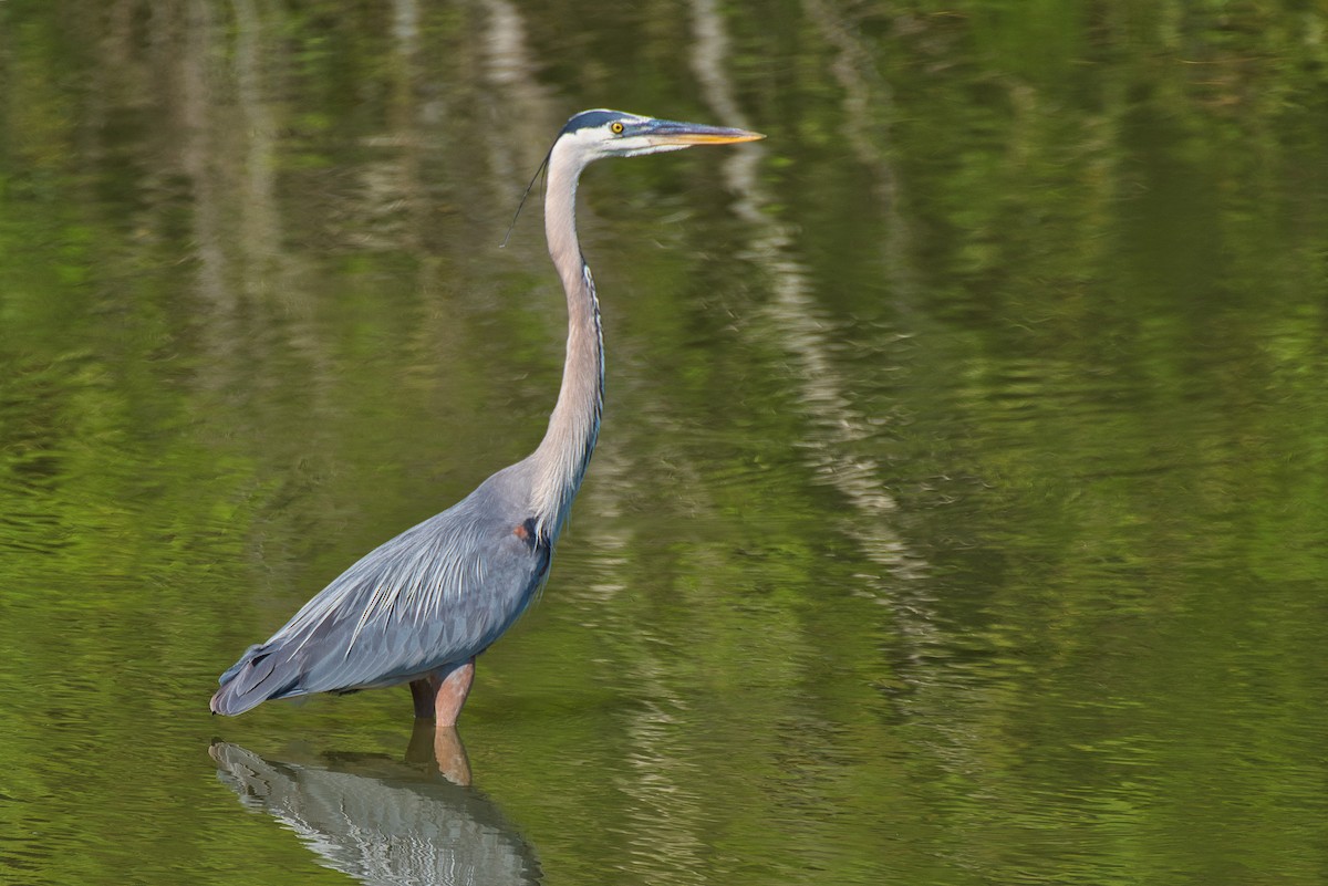 Great Blue Heron - ML620432144