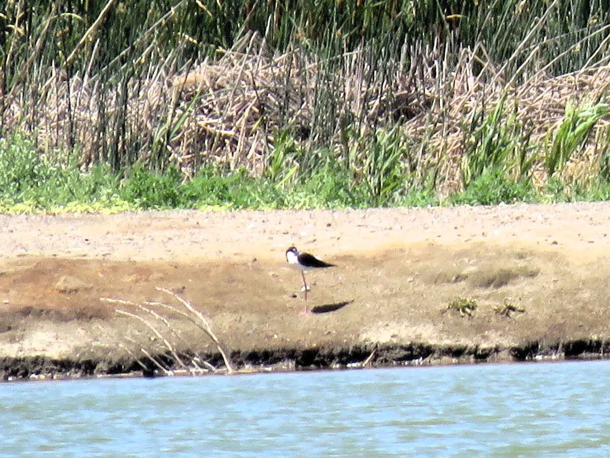 Black-necked Stilt - ML620432145