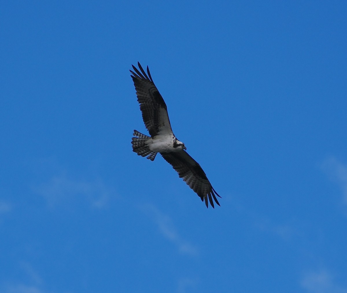 Águila Pescadora - ML620432146