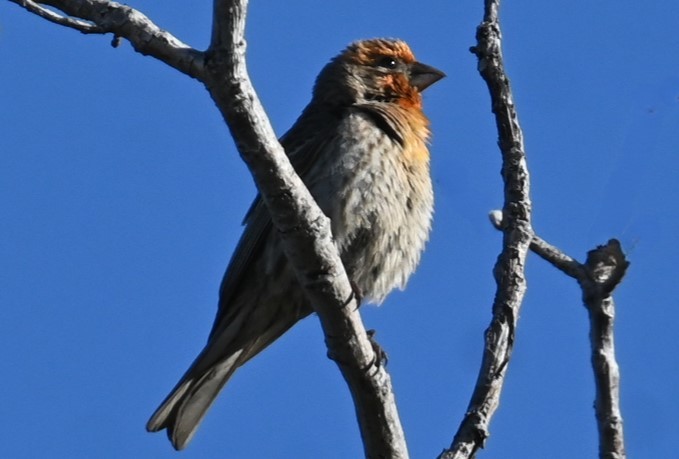 House Finch - ML620432149