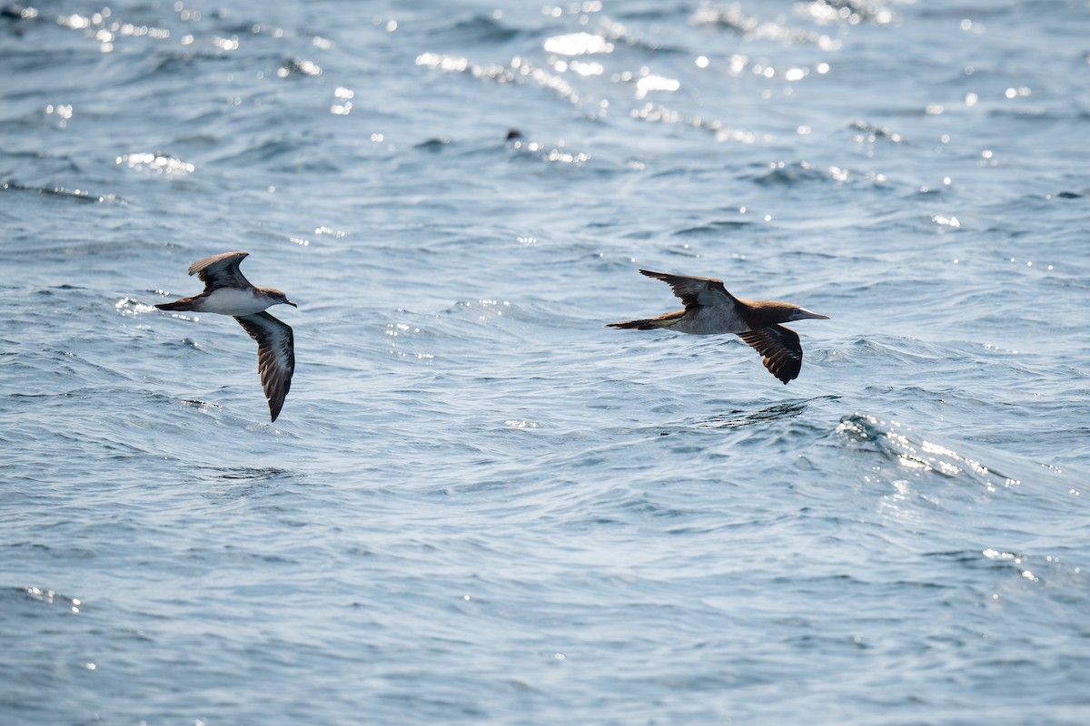 Brown Booby - ML620432155