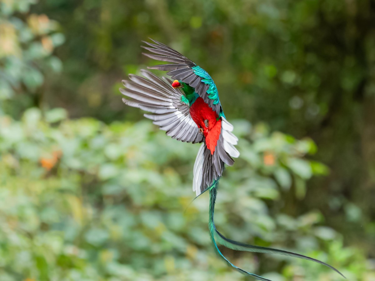 Resplendent Quetzal - ML620432156