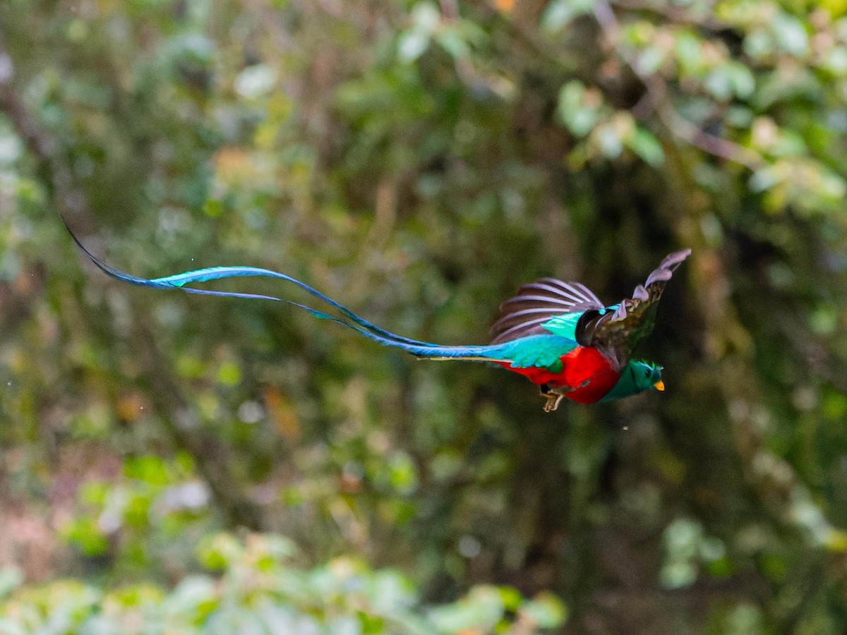 Resplendent Quetzal - ML620432157