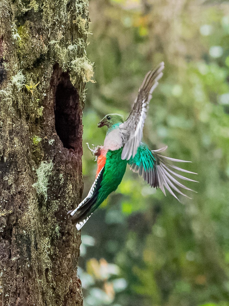 Resplendent Quetzal - ML620432161