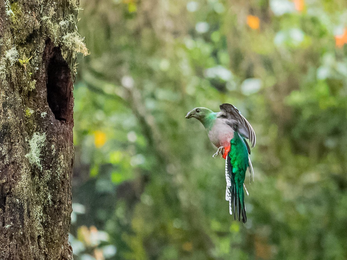 Resplendent Quetzal - ML620432162