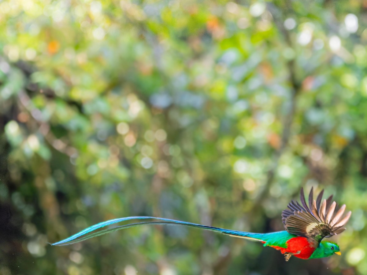 Resplendent Quetzal - ML620432165