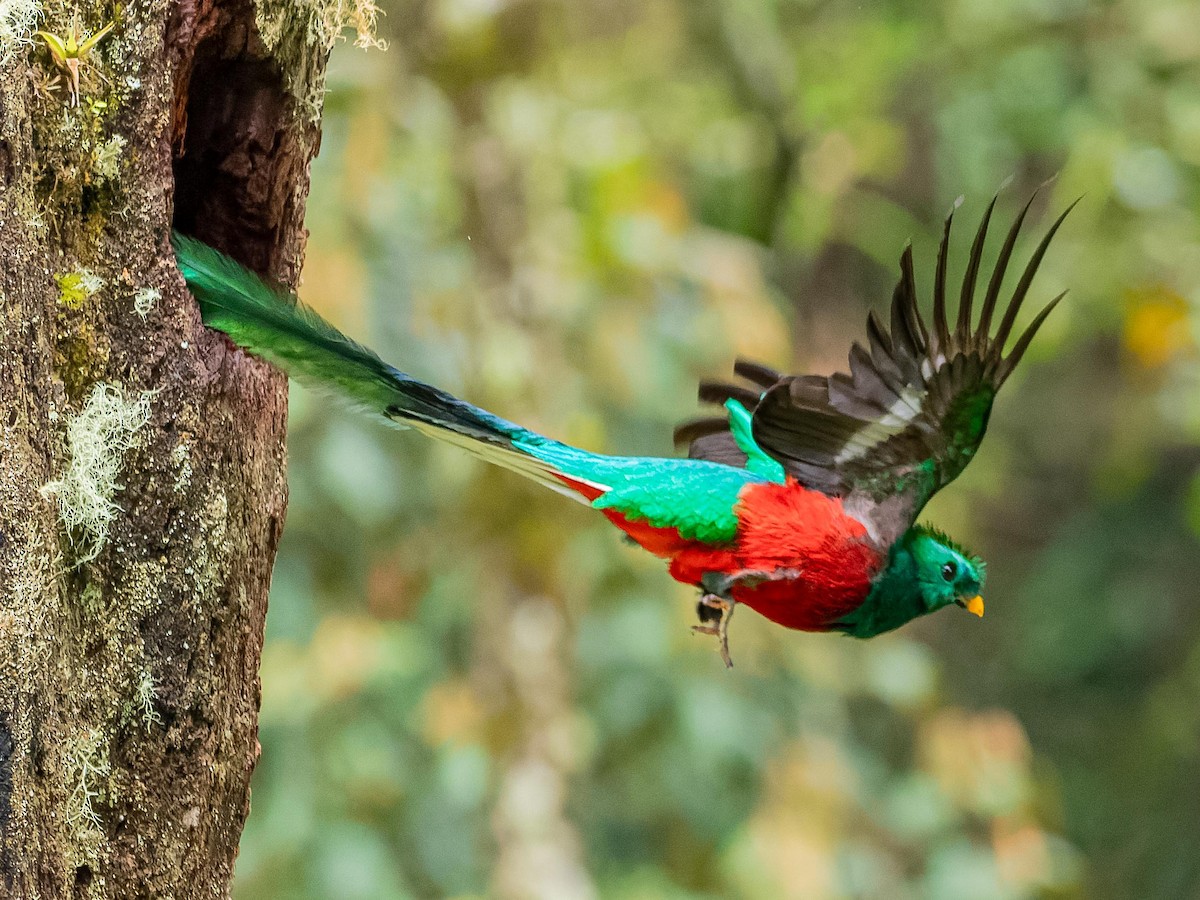 Resplendent Quetzal - Juan Carlos Ramírez Castro