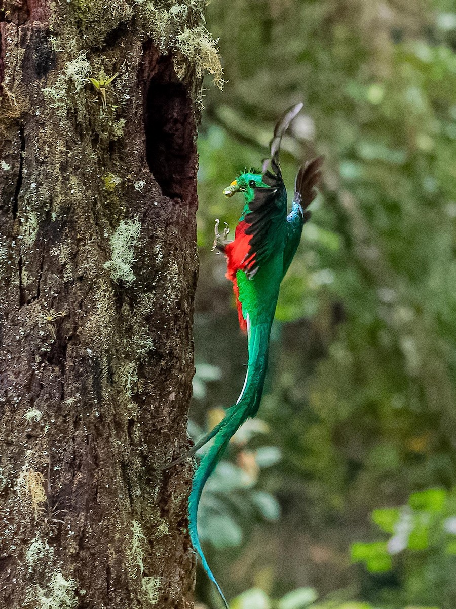 Resplendent Quetzal - ML620432167