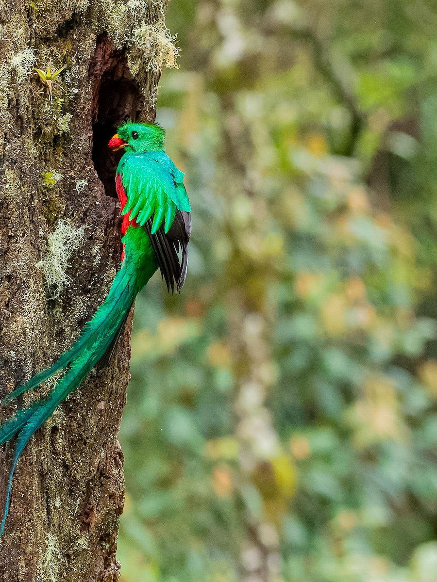 Resplendent Quetzal - ML620432168