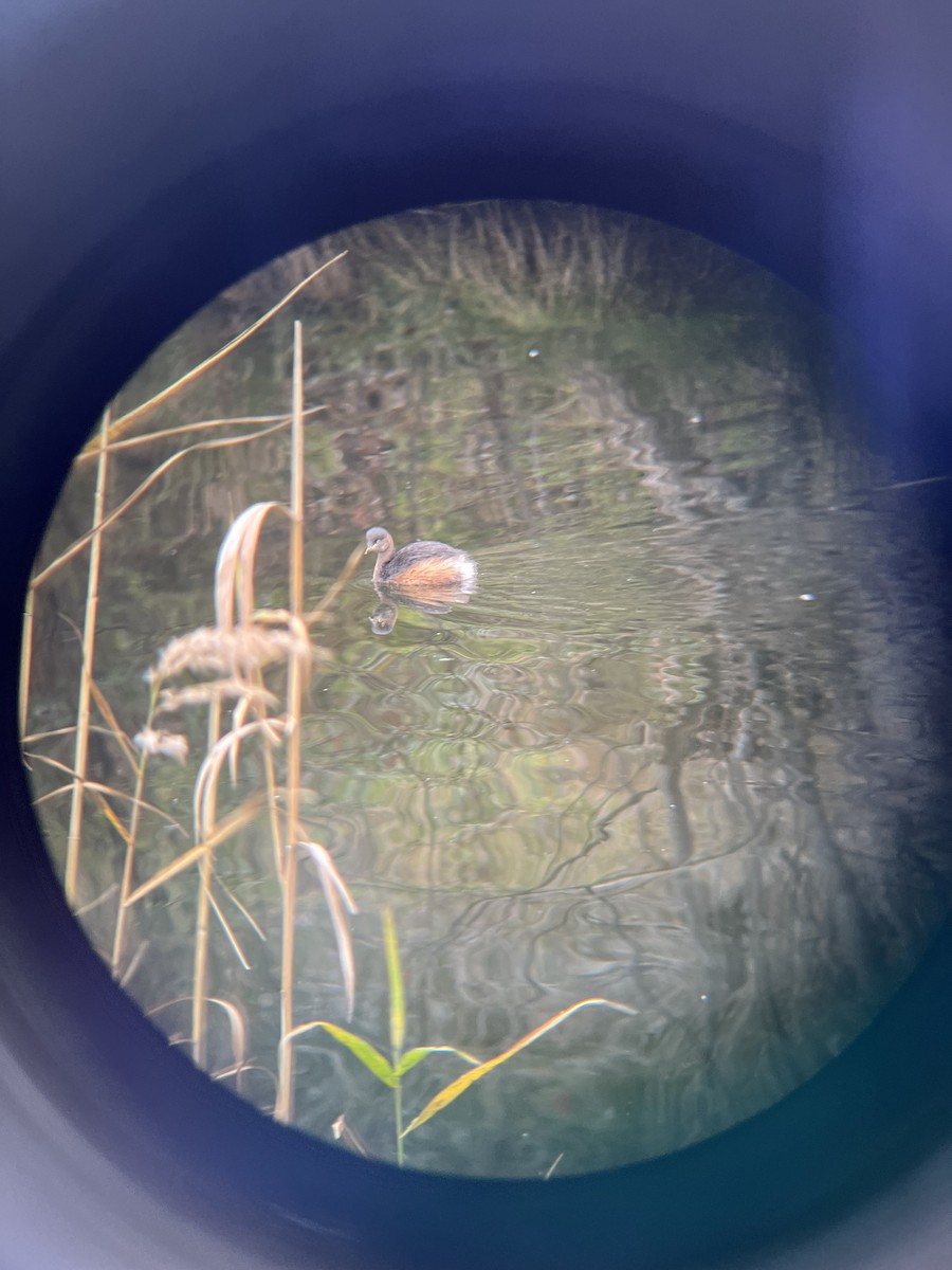 Australasian Grebe - ML620432176