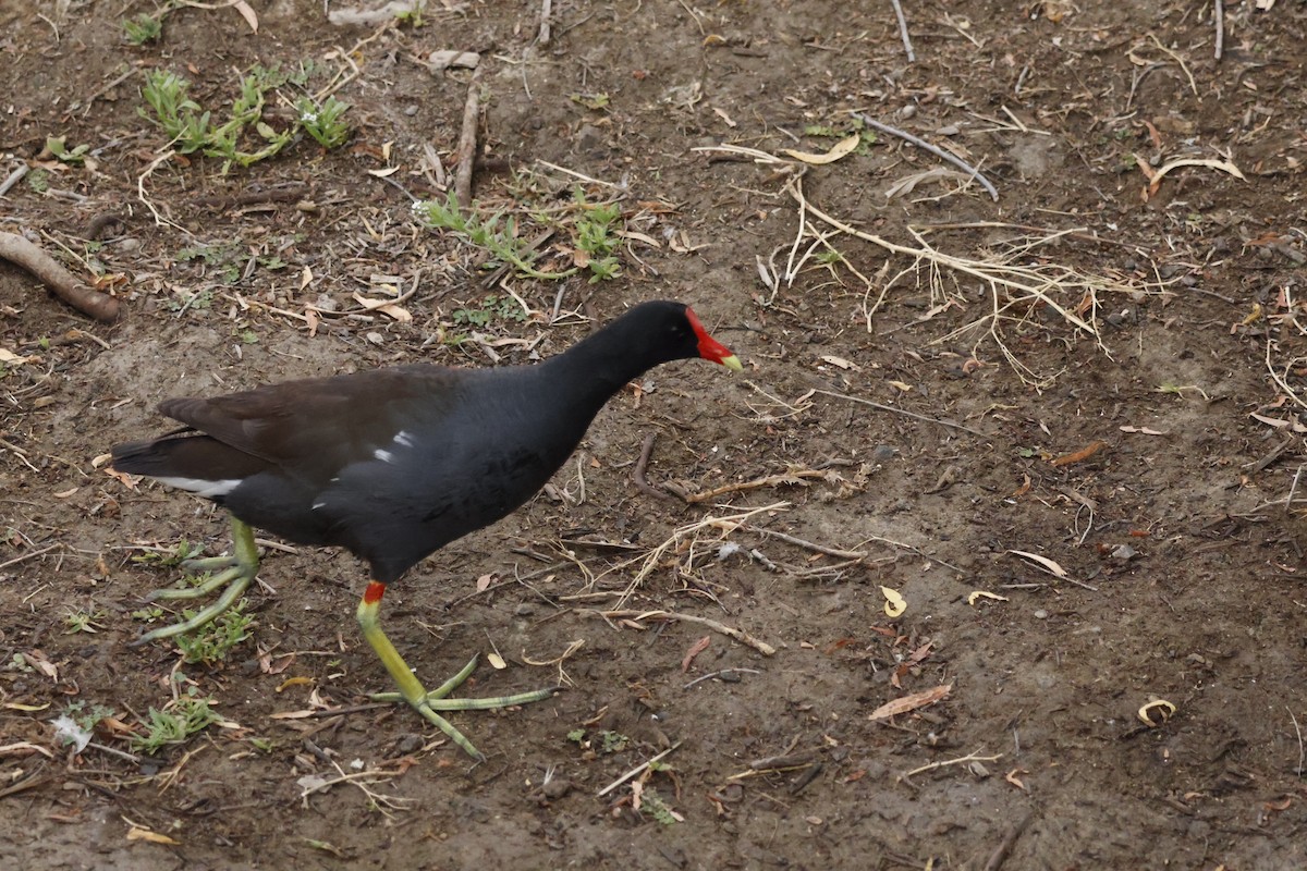 Gallinule d'Amérique - ML620432179