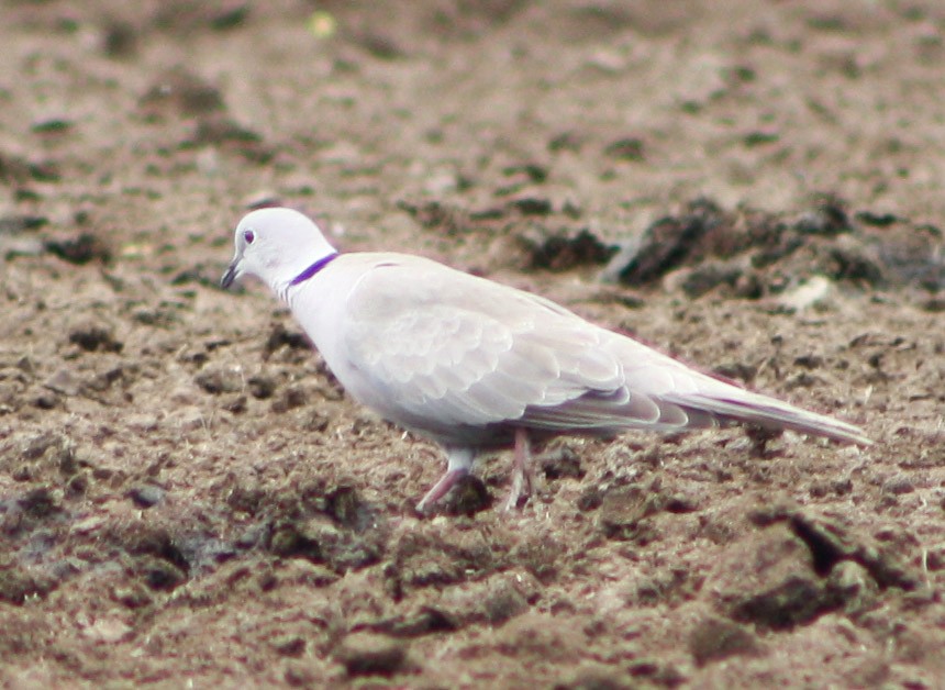 Eurasian Collared-Dove - ML620432180