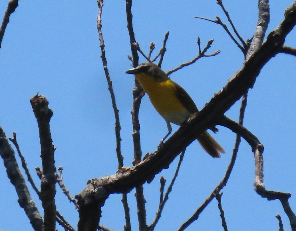 Yellow-breasted Chat - ML620432184