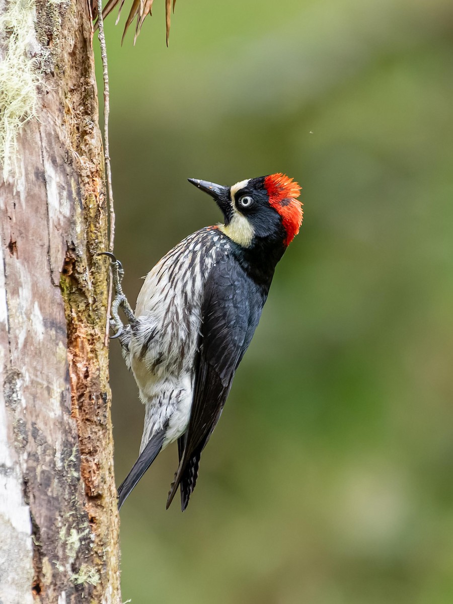 Acorn Woodpecker - Juan Carlos Ramírez Castro