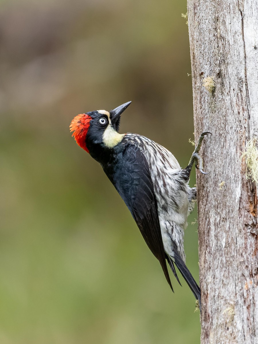 Acorn Woodpecker - ML620432186