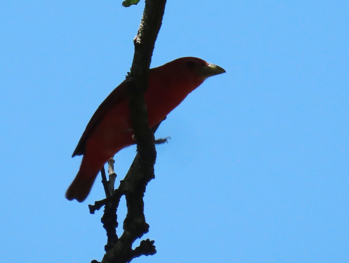 Summer Tanager - ML620432188