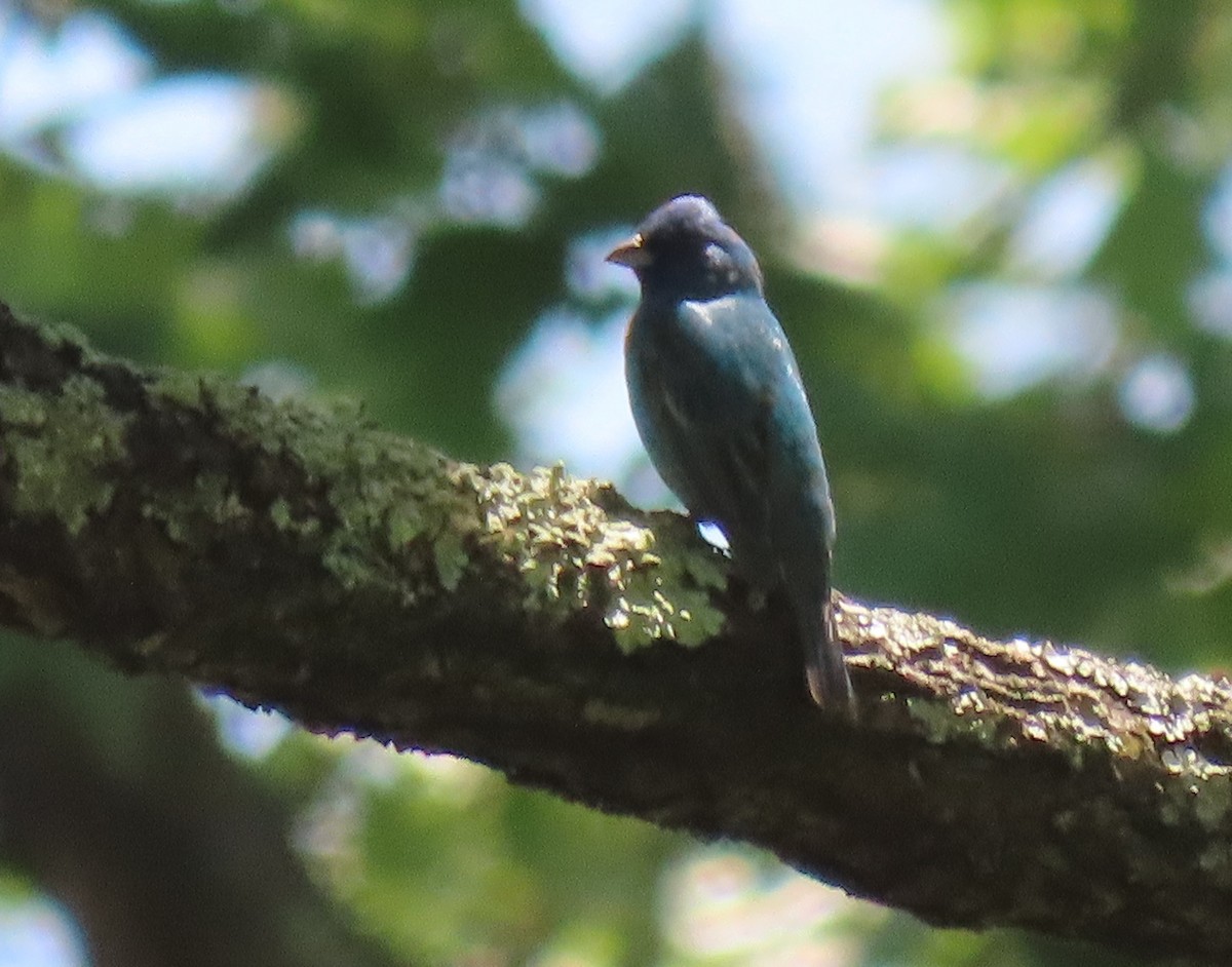 Indigo Bunting - ML620432190