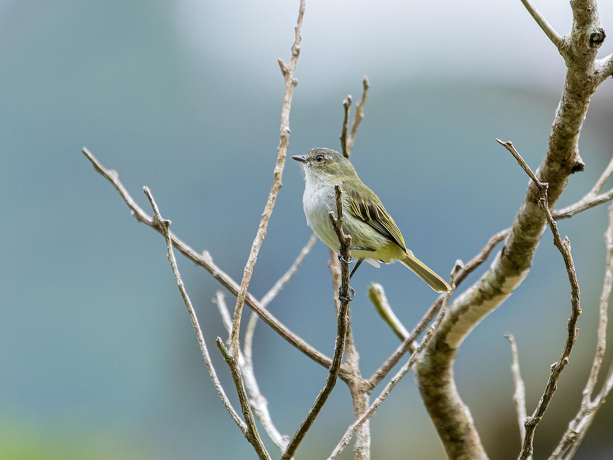 Mistletoe Tyrannulet - ML620432194