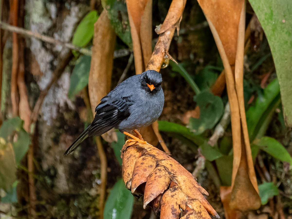 Black-faced Solitaire - ML620432197