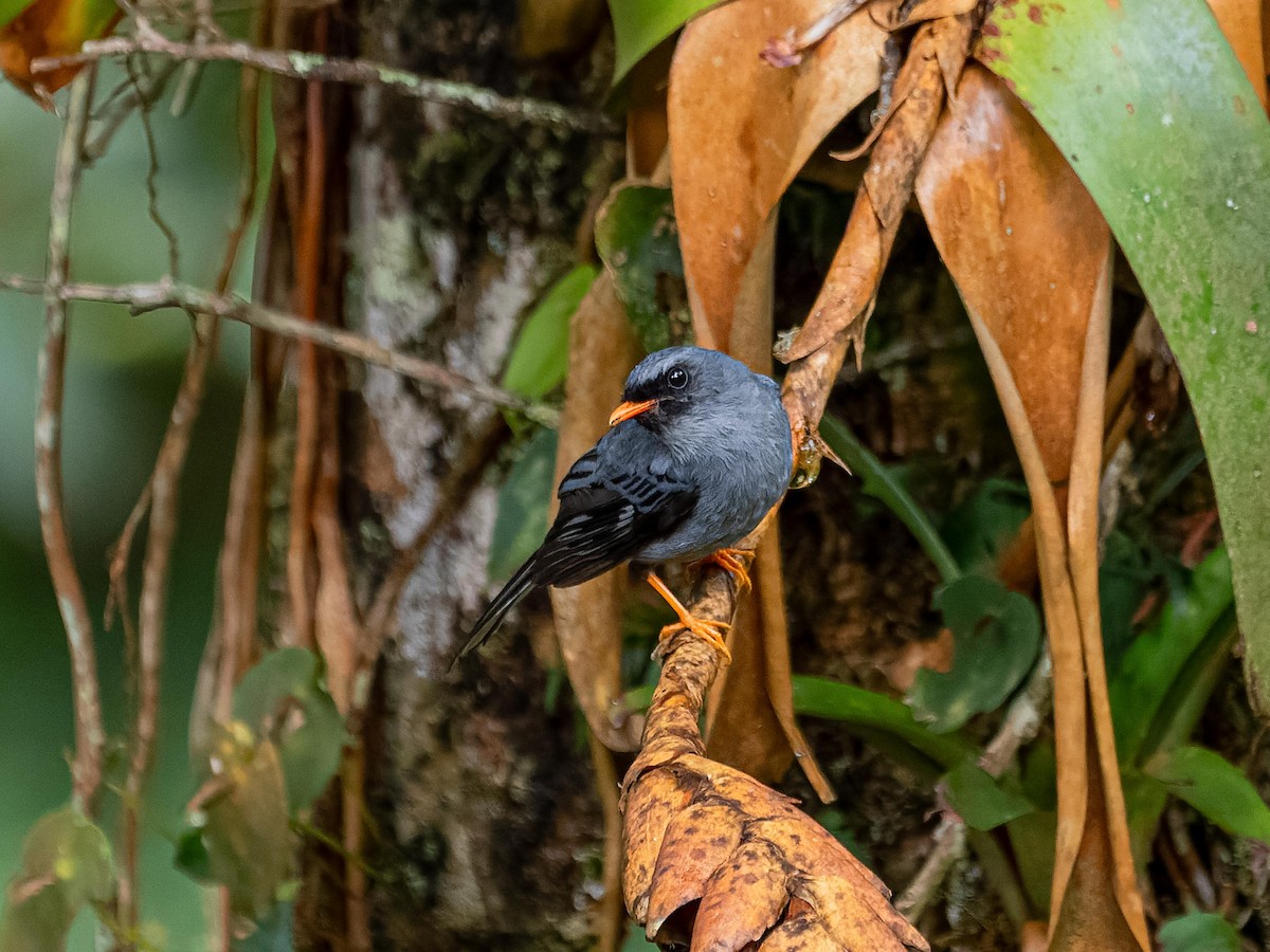 Black-faced Solitaire - ML620432198