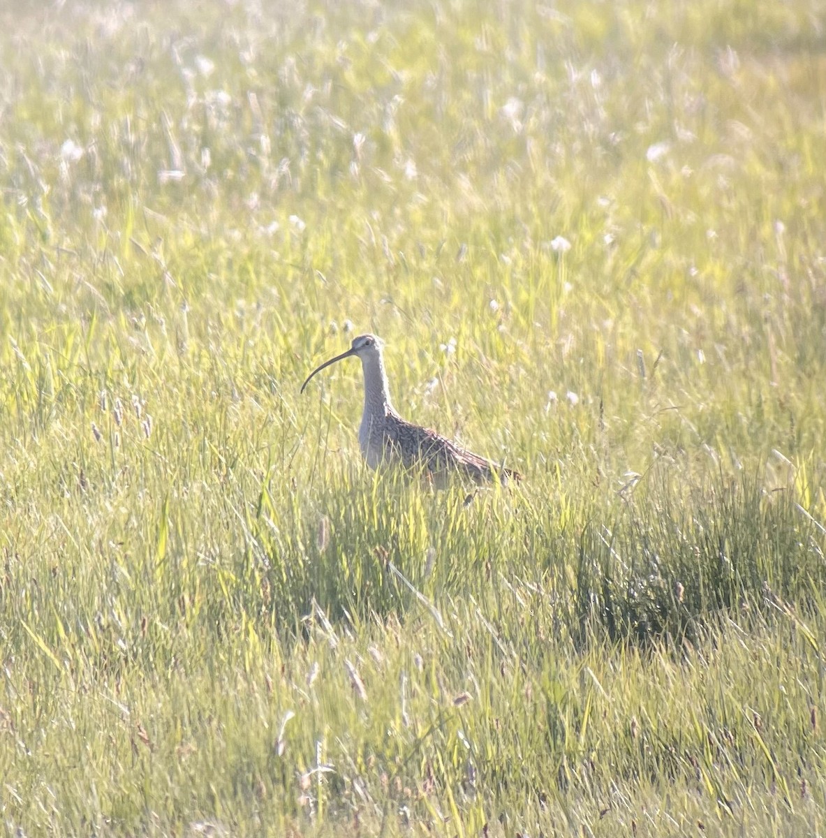 Long-billed Curlew - ML620432200