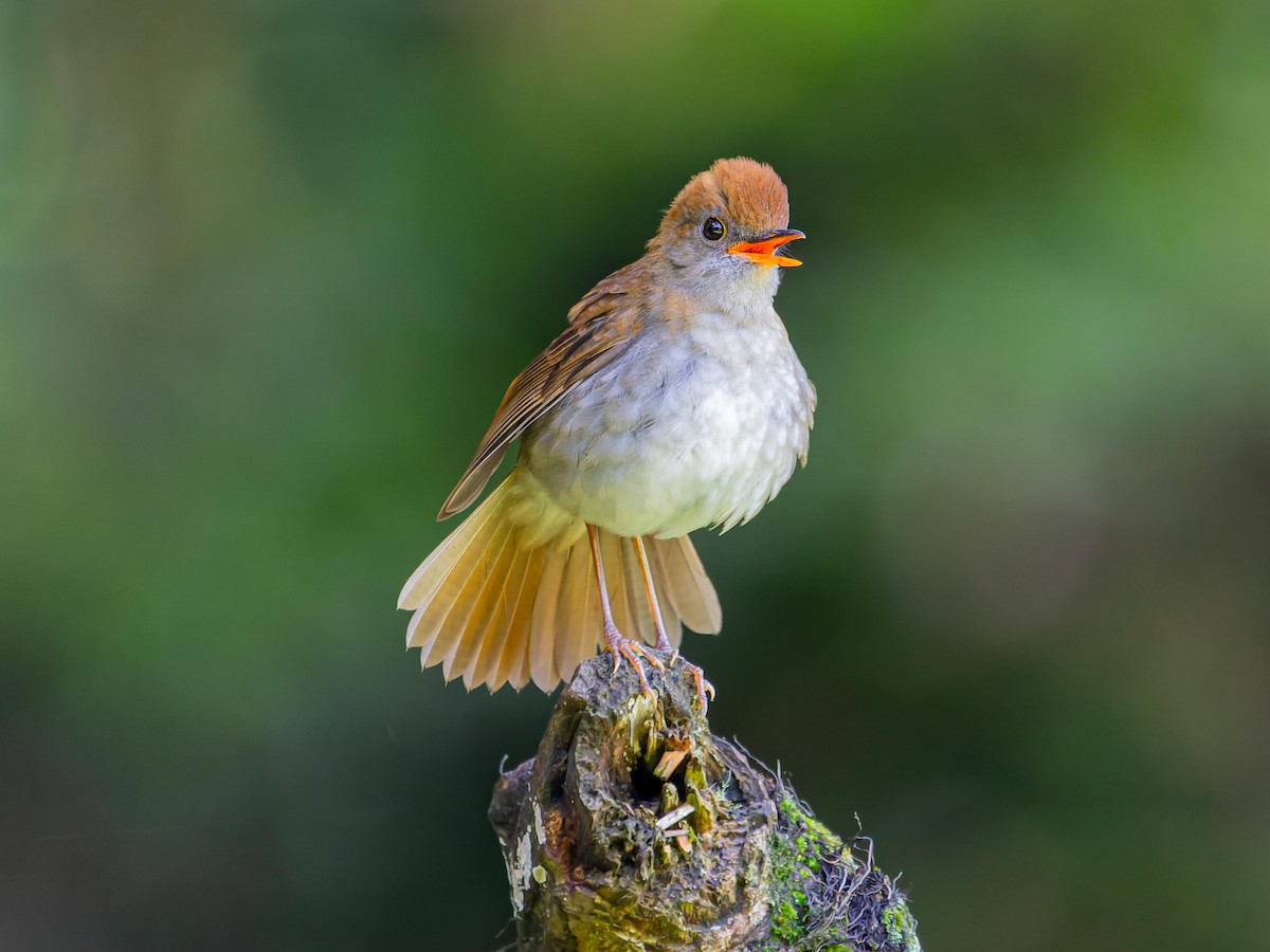 Ruddy-capped Nightingale-Thrush - ML620432201