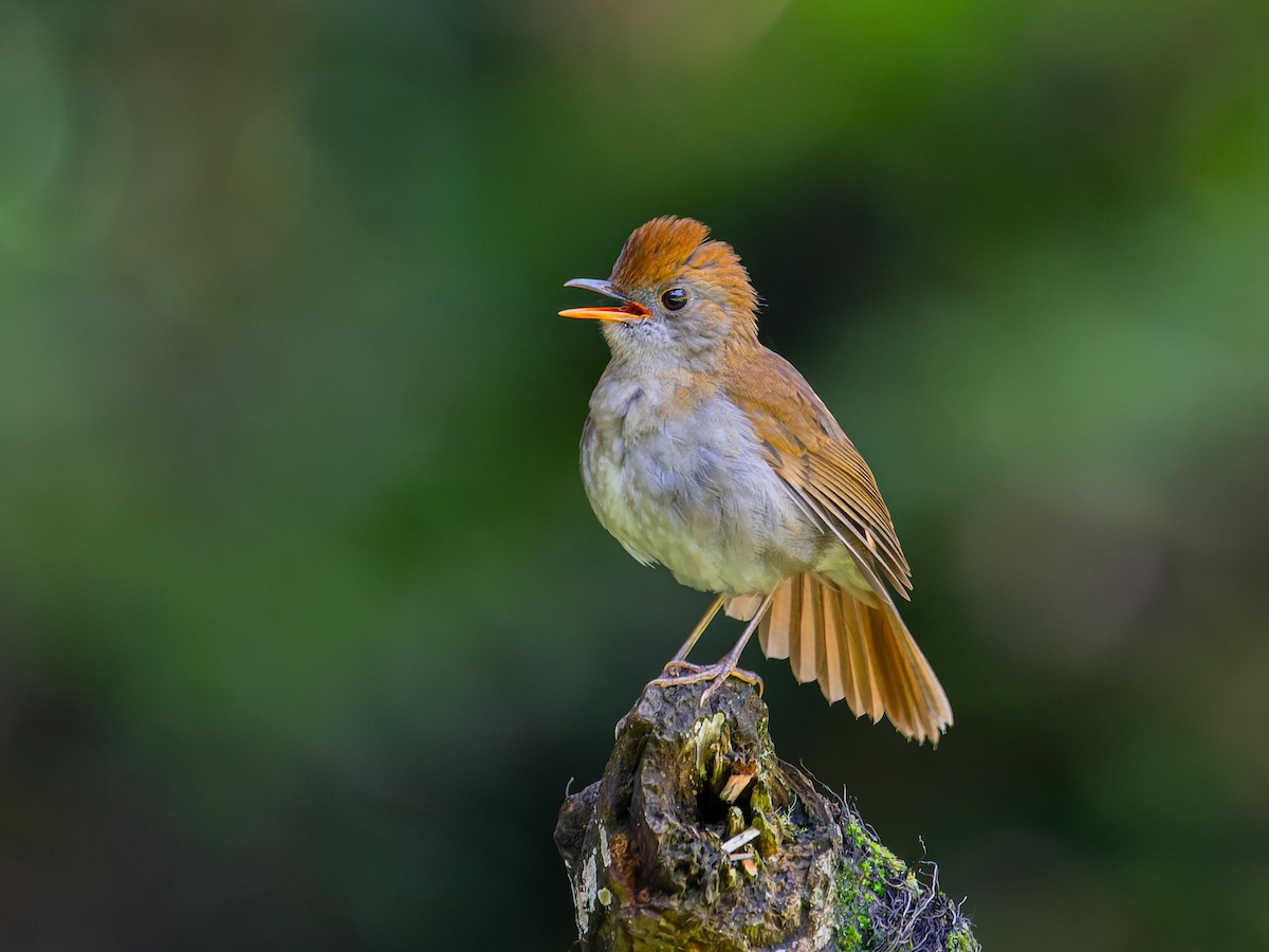 Ruddy-capped Nightingale-Thrush - Juan Carlos Ramírez Castro