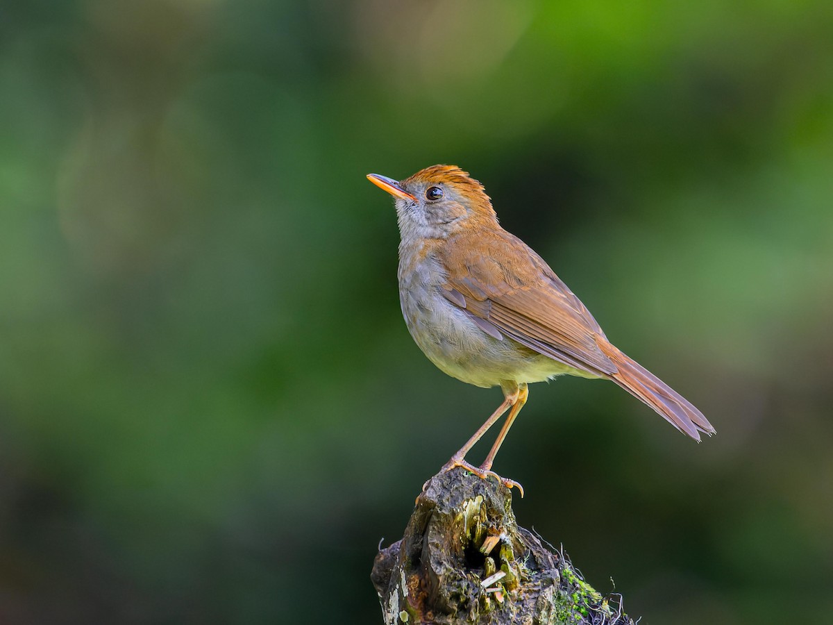 Ruddy-capped Nightingale-Thrush - ML620432203