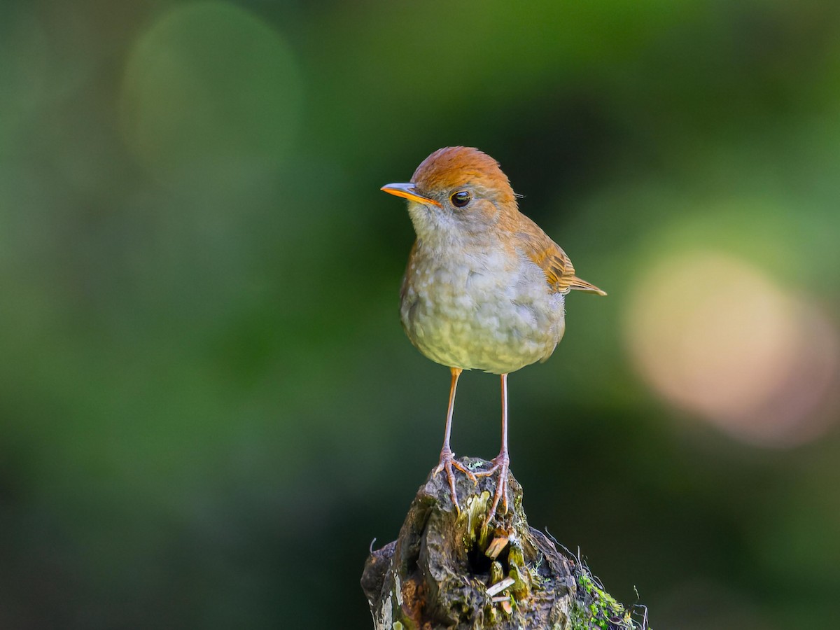 Ruddy-capped Nightingale-Thrush - Juan Carlos Ramírez Castro