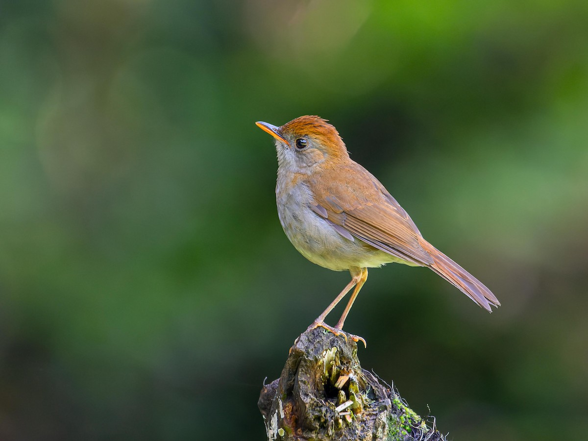 Ruddy-capped Nightingale-Thrush - ML620432206