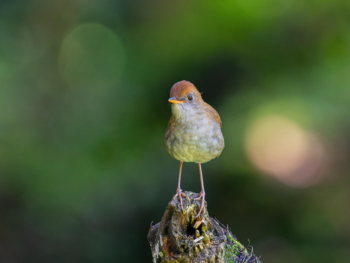 Ruddy-capped Nightingale-Thrush - ML620432207