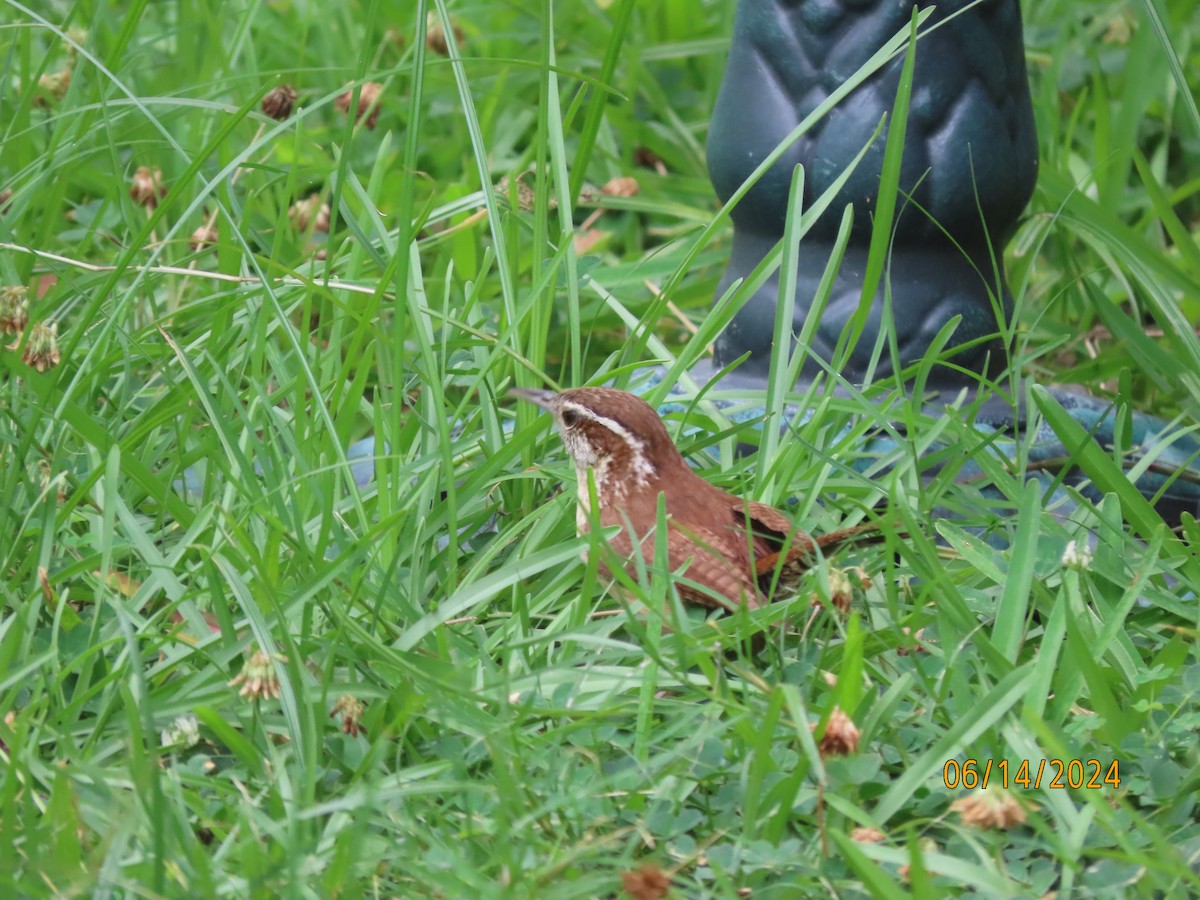 Carolina Wren - ML620432210