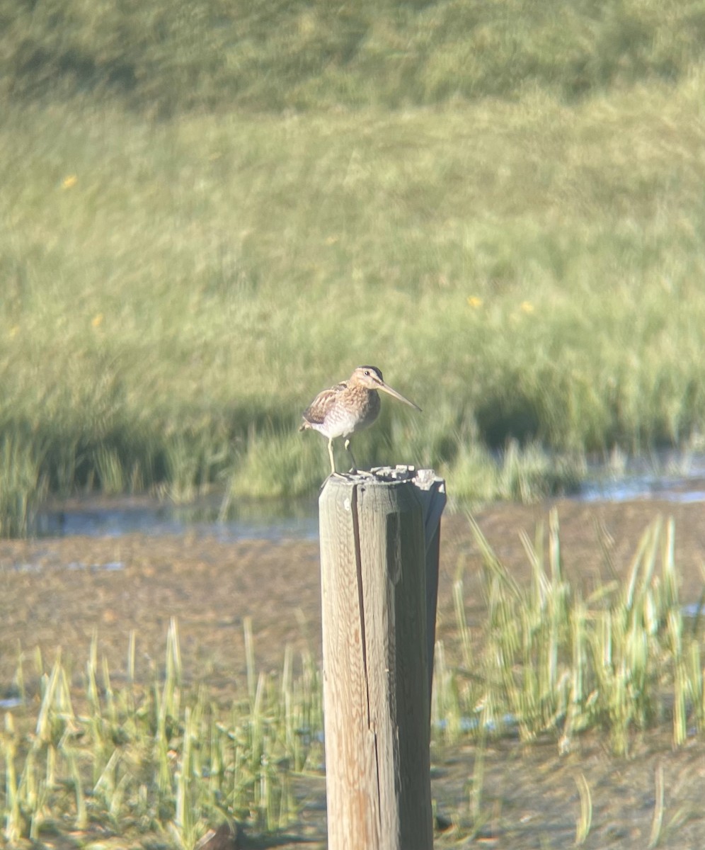 Wilson's Snipe - ML620432213