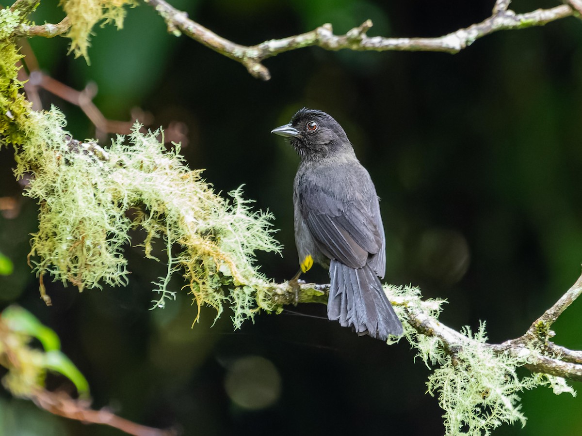 Yellow-thighed Brushfinch - ML620432214