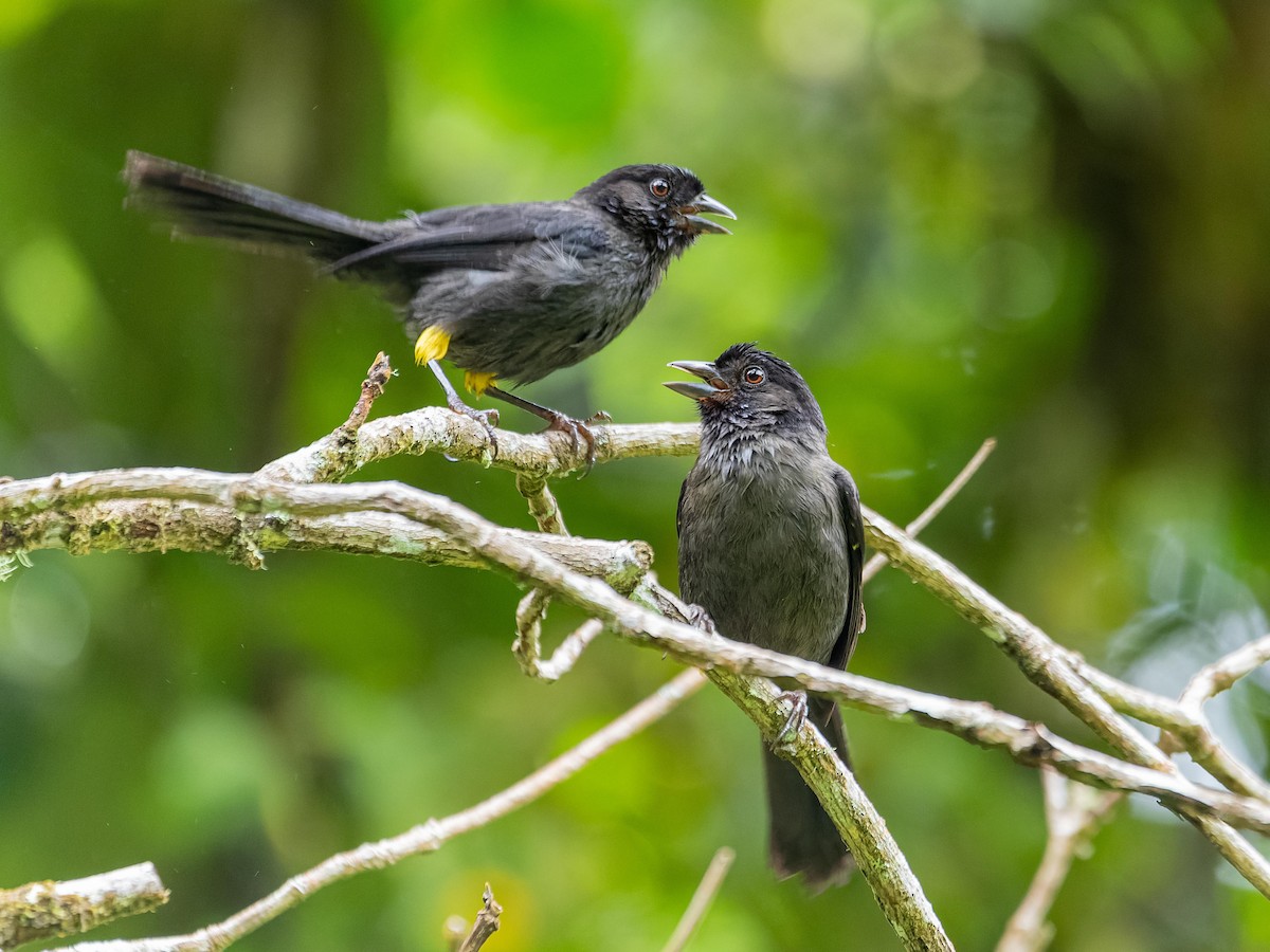 Yellow-thighed Brushfinch - ML620432216