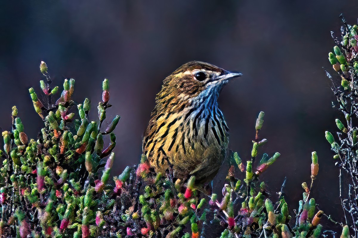 Striated Fieldwren - Alfons  Lawen