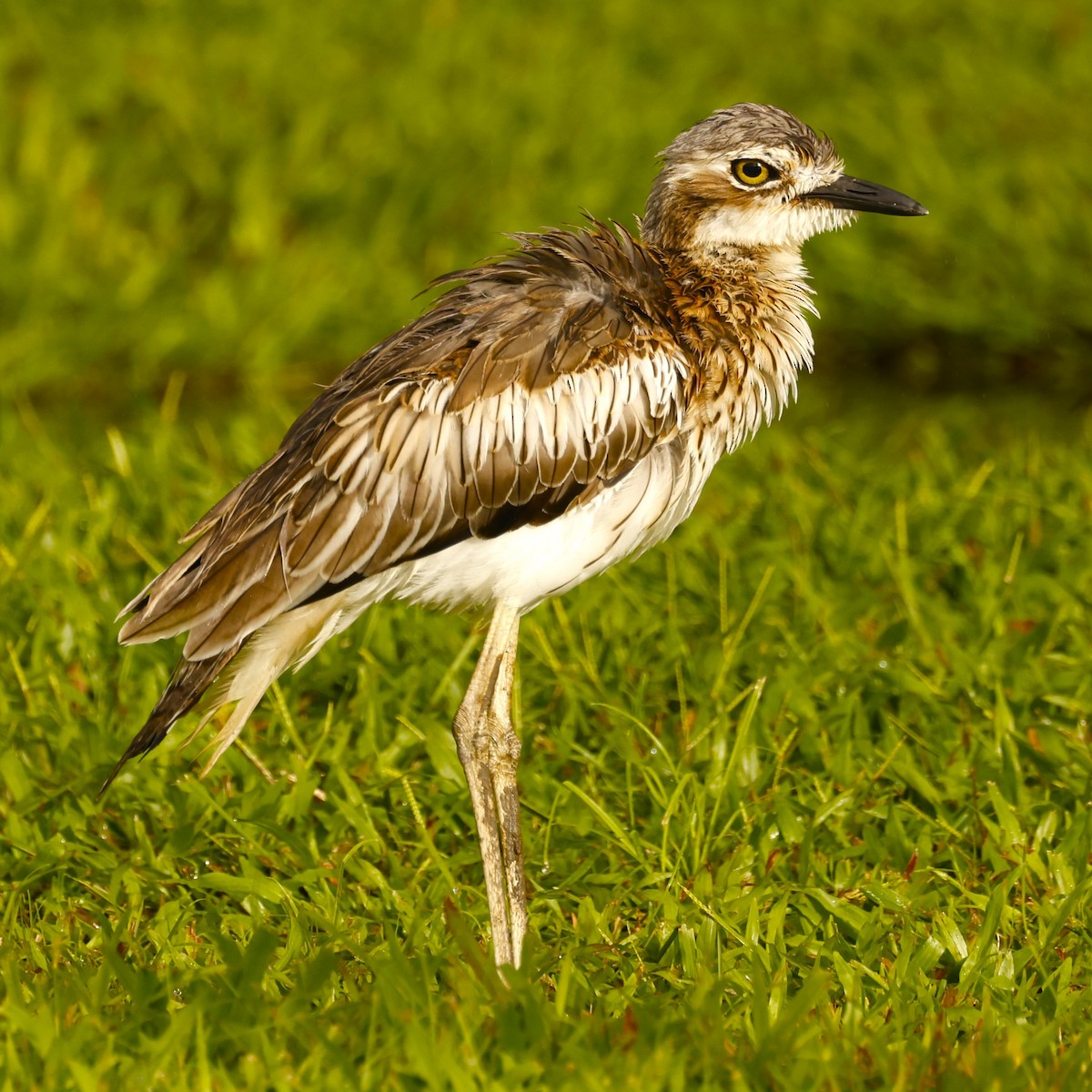 Bush Thick-knee - ML620432241