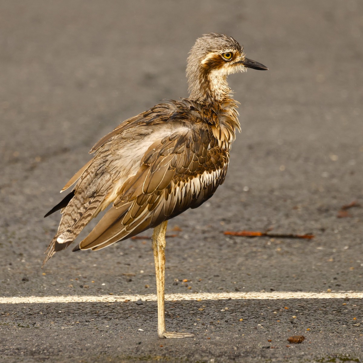 Bush Thick-knee - ML620432243