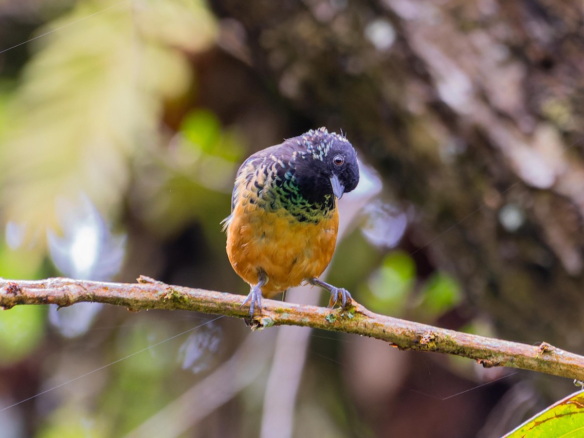Spangle-cheeked Tanager - ML620432245