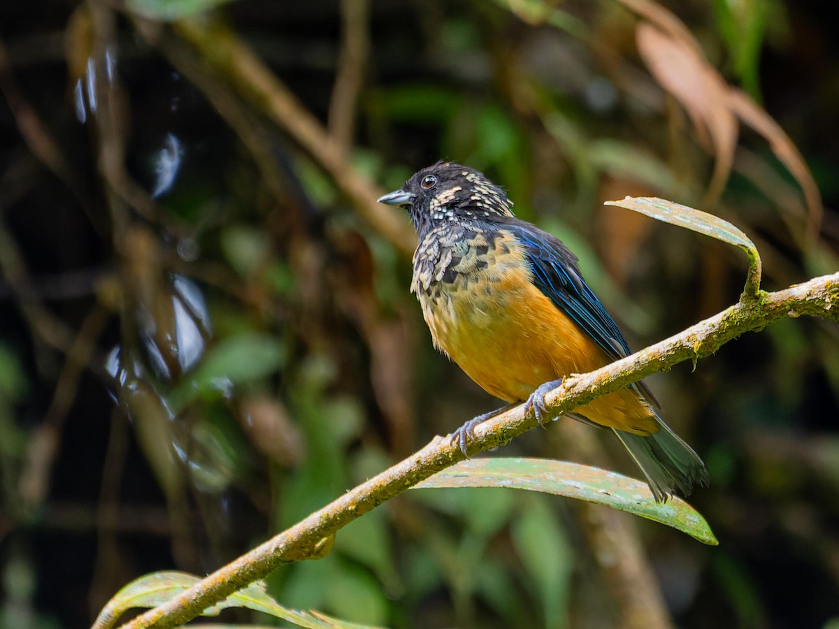 Spangle-cheeked Tanager - ML620432247