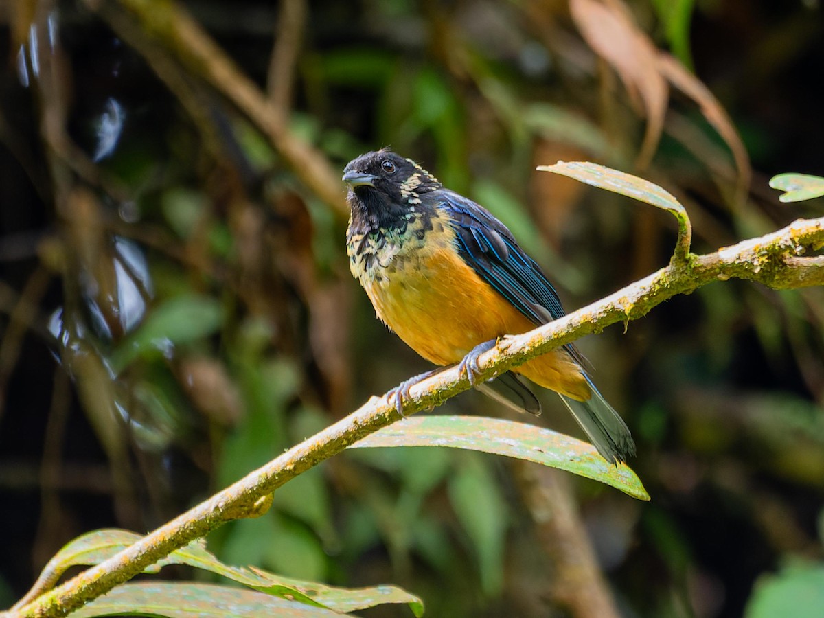 Spangle-cheeked Tanager - ML620432248
