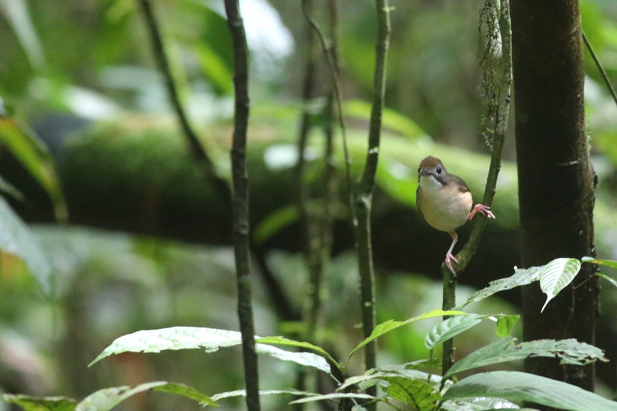 Short-tailed Babbler - Yousif Attia