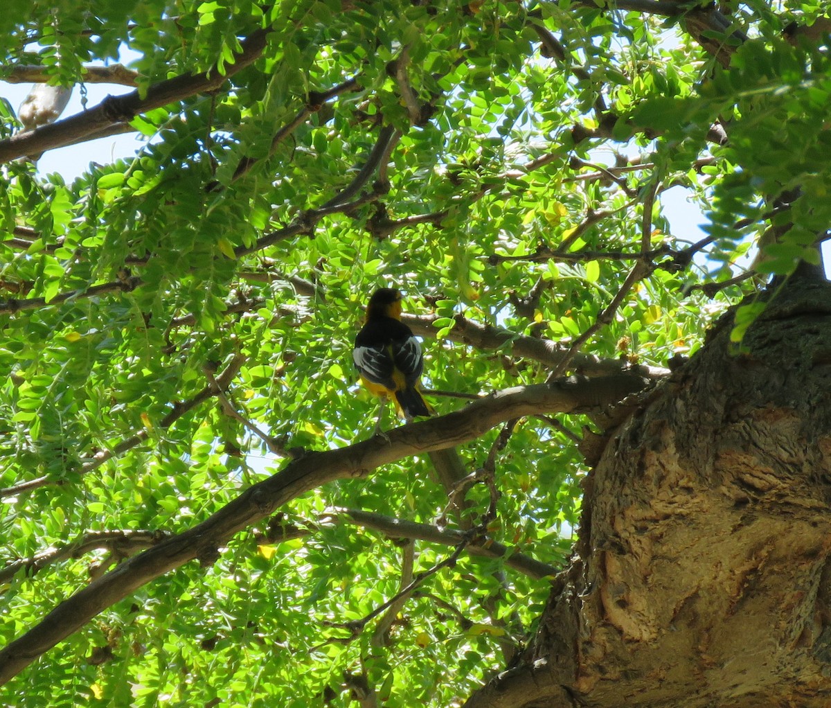 Bullock's Oriole - ML620432255