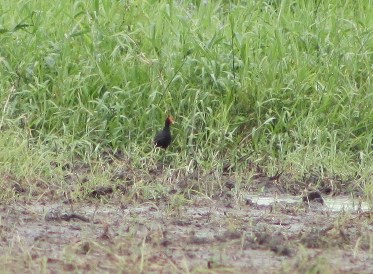 Common Gallinule - ML620432259