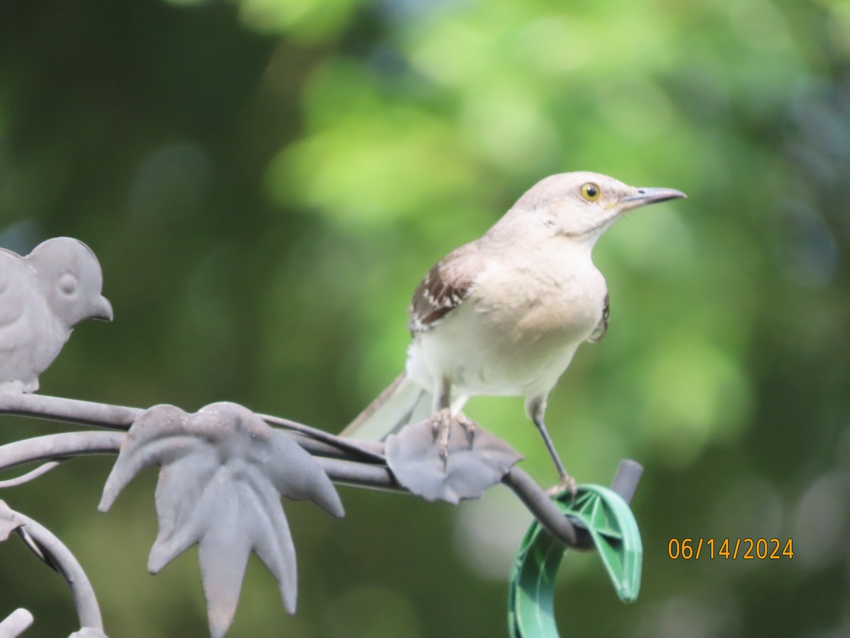 Northern Mockingbird - ML620432262