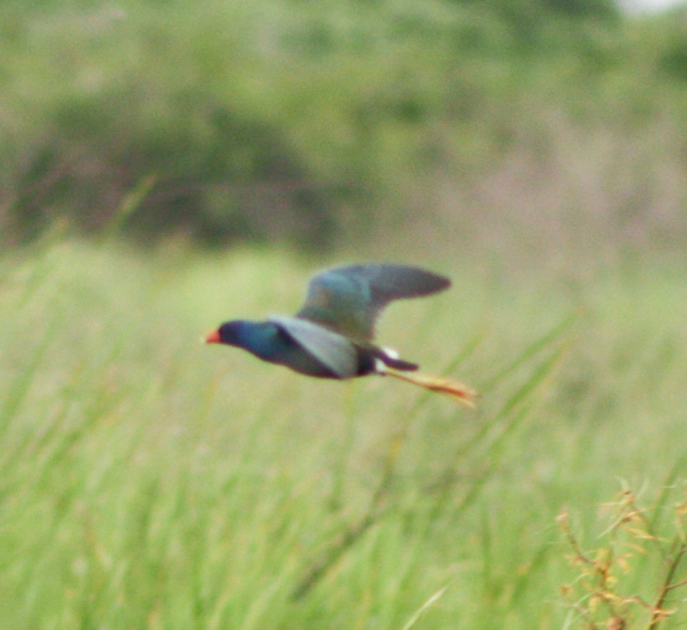 Purple Gallinule - ML620432266