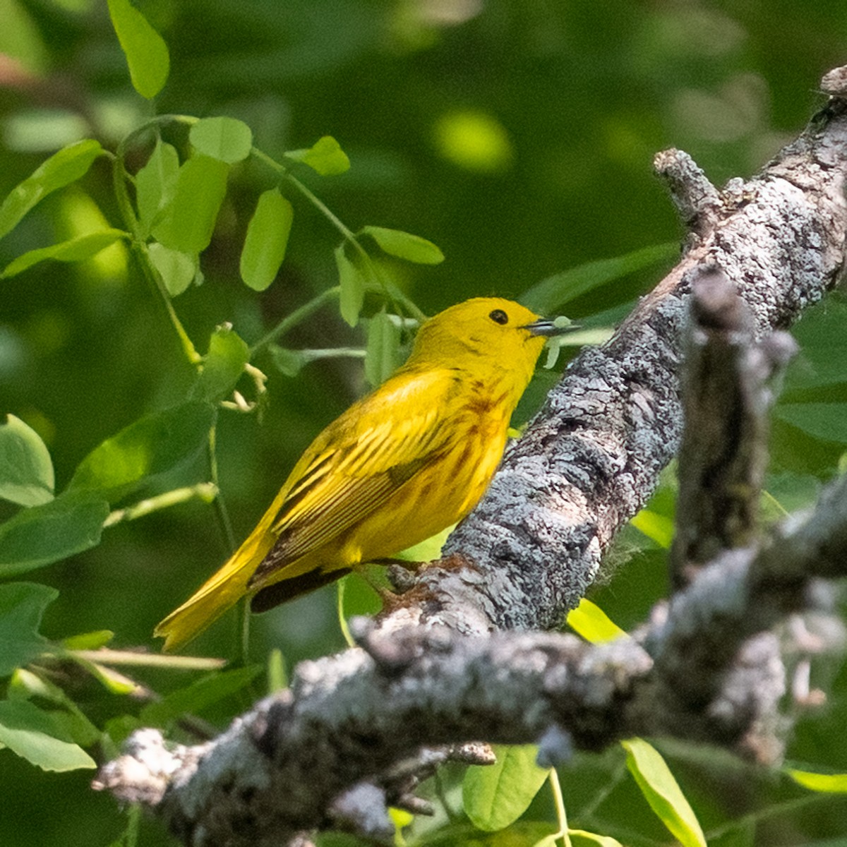 Yellow Warbler - ML620432268