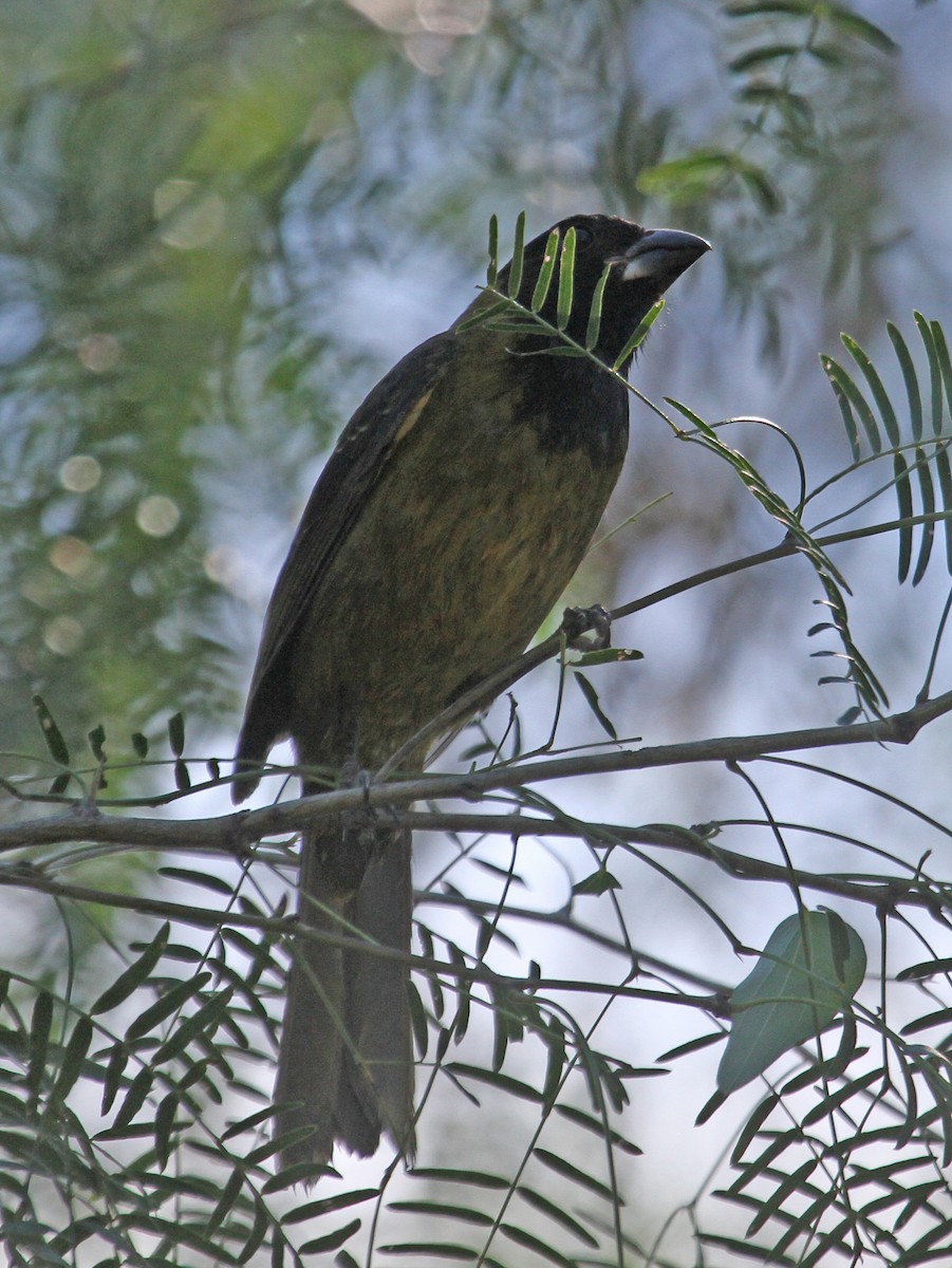 Cardinal à collier - ML620432272