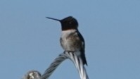 Black-chinned Hummingbird - Tana Coetzer